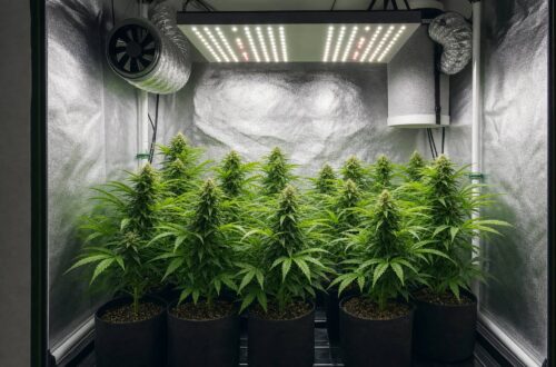 Cuál es la función de la iluminación en un cultivo de marihuana indoor